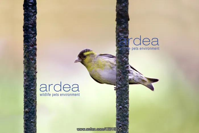  : Siskin male
