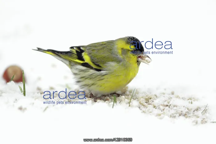 : Siskin - male feeding on snow covered ground : Siskin - male feeding on snow covered ground