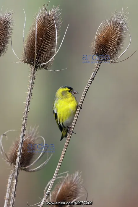: Siskin - male feeding on Teasel : Siskin - male feeding on Teasel