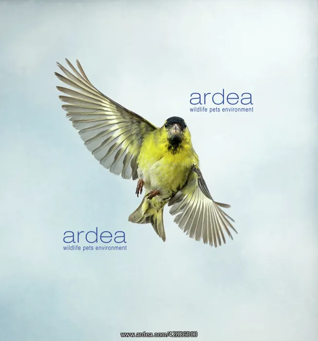 : Siskin - Male in flight turning, head on : Siskin - Male in flight turning, head on