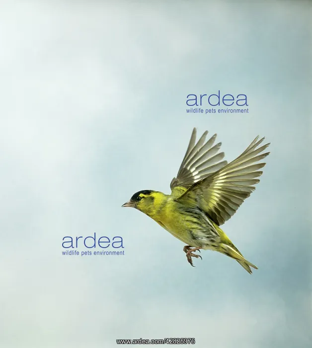 : Siskin - Male in flight side view : Siskin - Male in flight side view