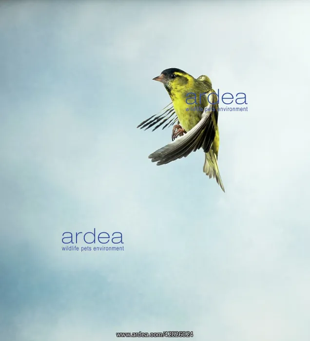 : Siskin - Male in flight side view wings forward : Siskin - Male in flight side view wings forward
