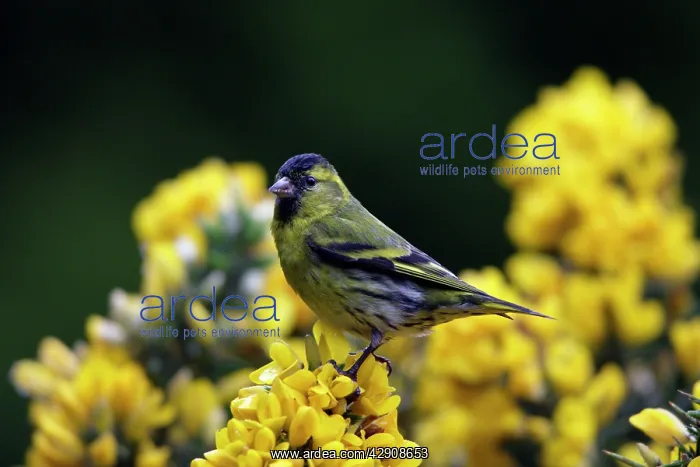 : Siskin - male on top of gorse bush : Siskin - male on top of gorse bush
