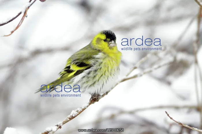 : Siskin - male perched on snow covered branch : Siskin - male perched on snow covered branch