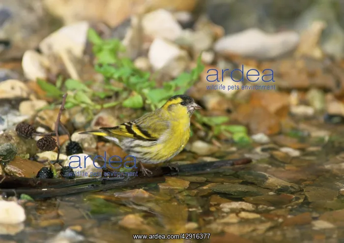 : Siskin - male at water stream : Siskin - male at water stream