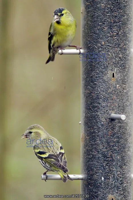 : Siskin - on niger seed feeder : Siskin - on niger seed feeder