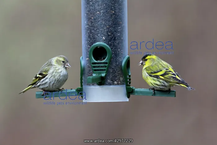 : Siskin - pair at seed feeding station : Siskin - pair at seed feeding station