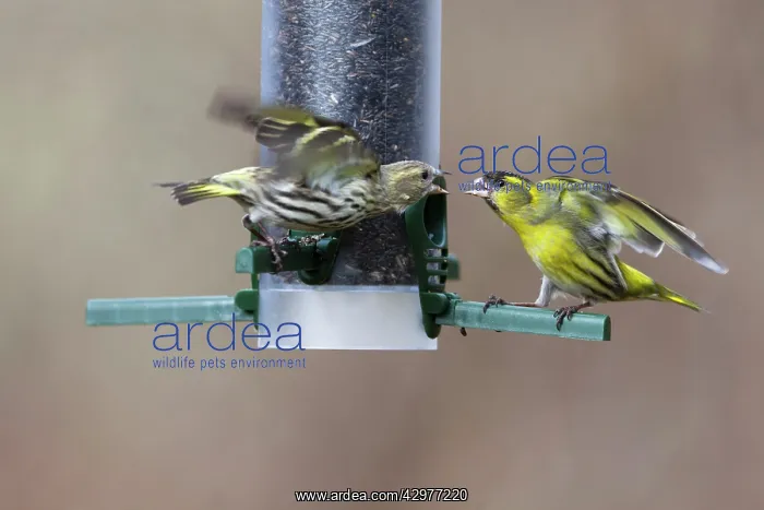 : Siskin - pair squabbling at seed feeding station : Siskin - pair squabbling at seed feeding station