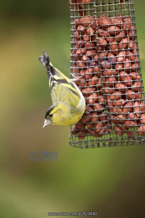 : Siskin - on a peanut feeder : Siskin - on a peanut feeder