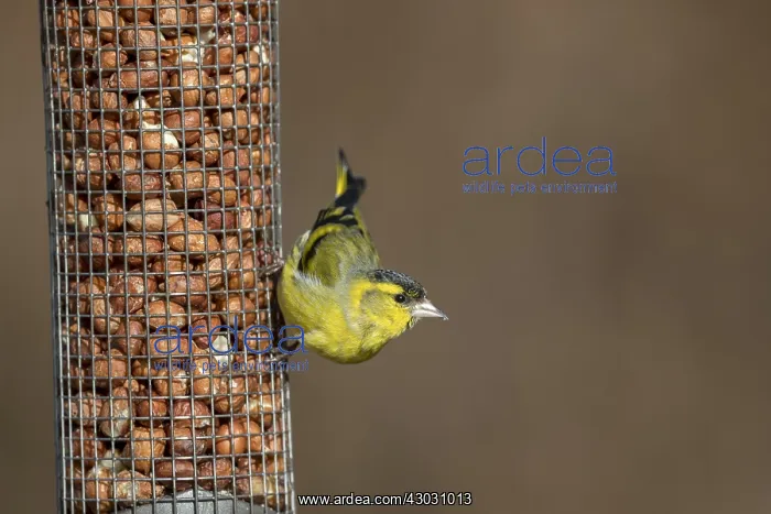  : Siskin - Peanut Feeder - Scotland - UK