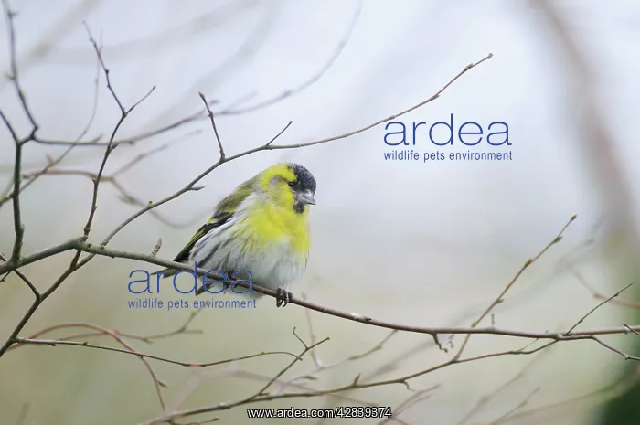 : Siskin - perched on branch : Siskin - perched on branch