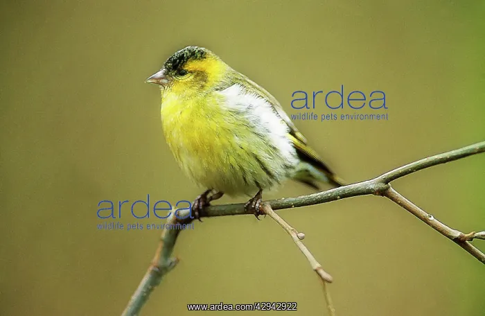 : Siskin - Perched on branch : Siskin - Perched on branch