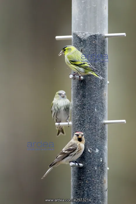 : Siskin and Redpoll (Carduelis flammea) - on niger : Siskin and Redpoll (Carduelis flammea) - on niger