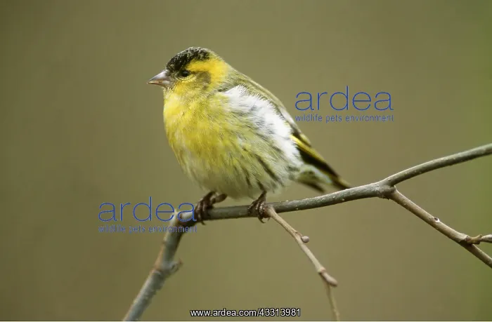 : SISKIN - SITTING ON BRANCH : SISKIN - SITTING ON BRANCH
