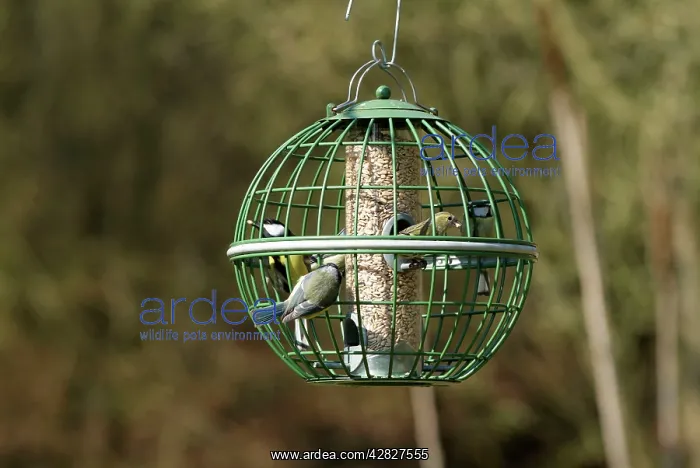 : Siskin & Tits on squirrel proof globe bird feeder : Siskin & Tits on squirrel proof globe bird feeder