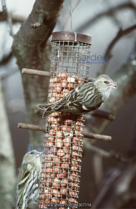 : Siskins - At Bird Feeder : Siskins - At Bird Feeder