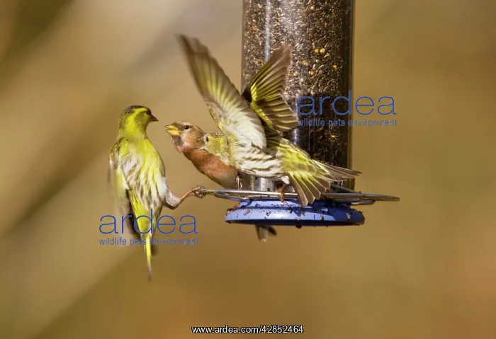 : Siskins and Redpoll (Carduelis flammea) at feeder : Siskins and Redpoll (Carduelis flammea) at feeder