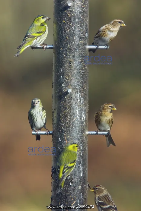 : Siskins and Redpolls (Carduelis flammea) at Niger : Siskins and Redpolls (Carduelis flammea) at Niger