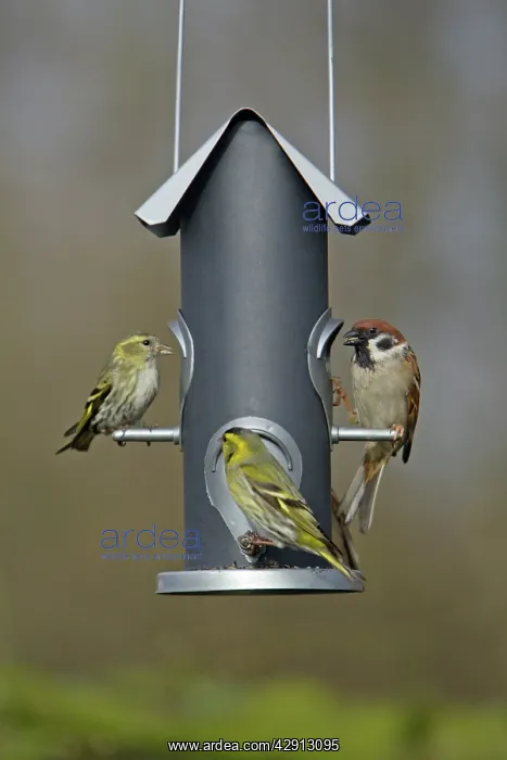 : Siskins and Tree Sparrow (Passer montanus) - at : Siskins and Tree Sparrow (Passer montanus) - at