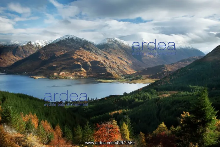: Five Sisters of Kintail looking across Loch Duich : Five Sisters of Kintail looking across Loch Duich
