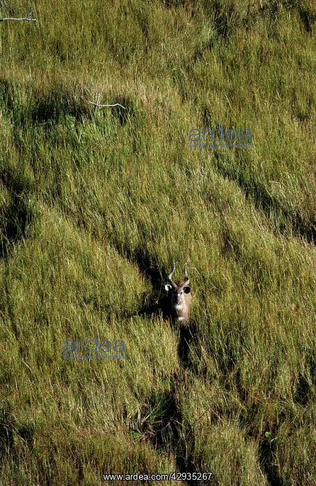 : Sitatunga - Aerial view of Sitatunga standing looking up : Sitatunga - Aerial view of Sitatunga standing looking up