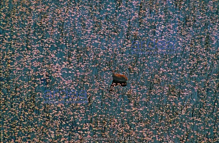 : Sitatunga - feeding amongst lagoon of lilies. Sitatunga : Sitatunga - feeding amongst lagoon of lilies. Sitatunga