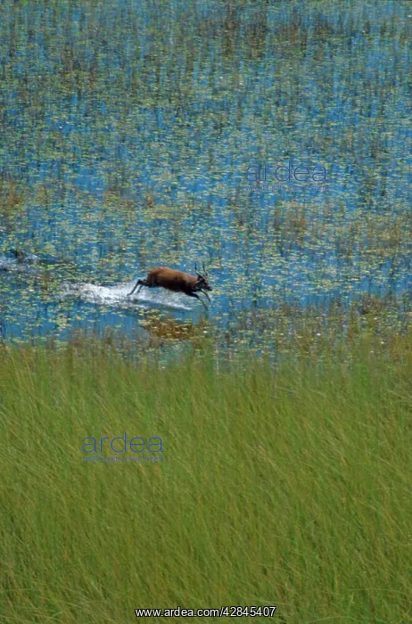 : Sitatunga - A male sitatunga runs through a marsh : Sitatunga - A male sitatunga runs through a marsh