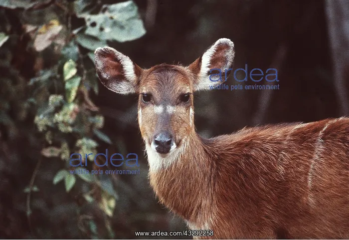 : SITATUNGA / Marsh Buck : SITATUNGA / Marsh Buck