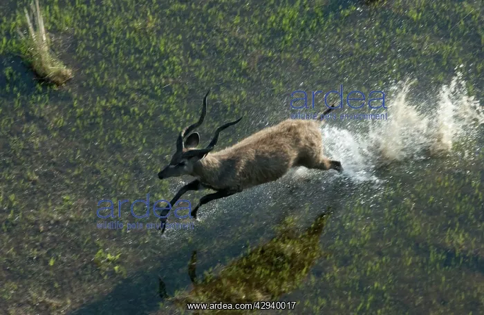 : SITATUNGA / Marsh Buck- Aerial view of Sitatunga running : SITATUNGA / Marsh Buck- Aerial view of Sitatunga running
