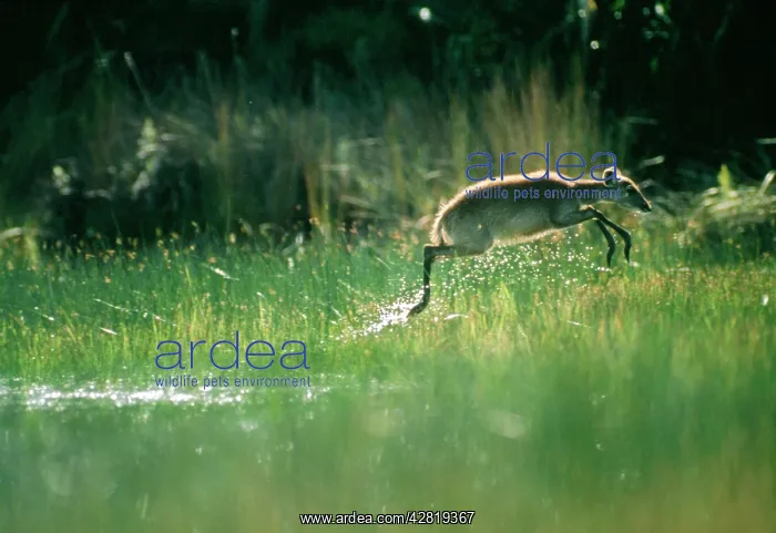 : SITATUNGA / Marsh Buck - female leaping through water : SITATUNGA / Marsh Buck - female leaping through water