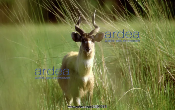  : SITATUNGA  /  Marsh Buck - Male