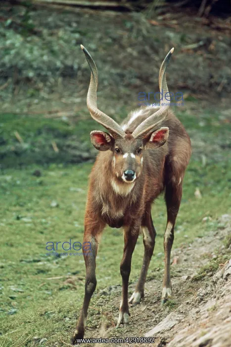 : SITATUNGA / Marsh Buck - male : SITATUNGA / Marsh Buck - male