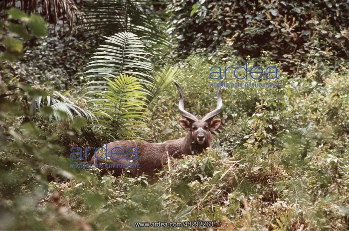 : SITATUNGA / Marsh Buck - male, amongst foliage : SITATUNGA / Marsh Buck - male, amongst foliage