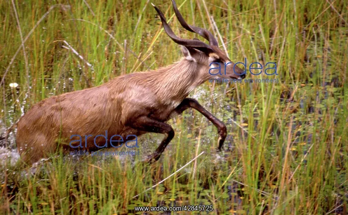 : SITATUNGA / Marsh Buck - Male running through marshes : SITATUNGA / Marsh Buck - Male running through marshes
