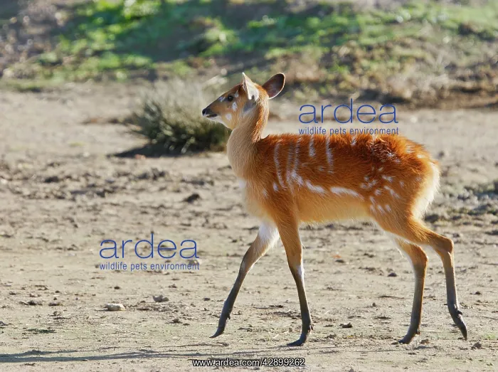 : Sitatunga / Marshbuck - female : Sitatunga / Marshbuck - female