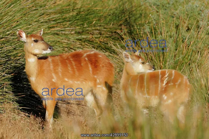 : Sitatunga / Marshbuck - female and fawn - in swamp : Sitatunga / Marshbuck - female and fawn - in swamp