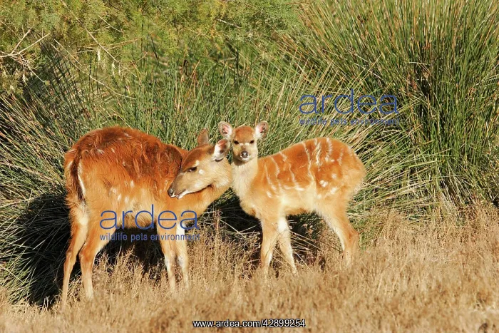 : Sitatunga / Marshbuck - female and fawn - in swamp : Sitatunga / Marshbuck - female and fawn - in swamp