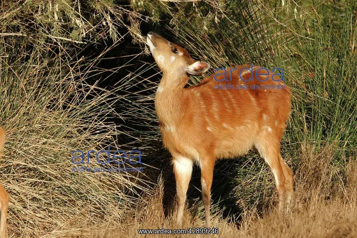 : Sitatunga / Marshbuck - female feeding : Sitatunga / Marshbuck - female feeding