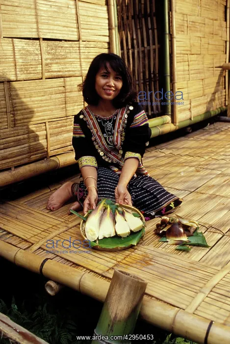: Sithon, laotian women - and cooked bamboo shoots : Sithon, laotian women - and cooked bamboo shoots