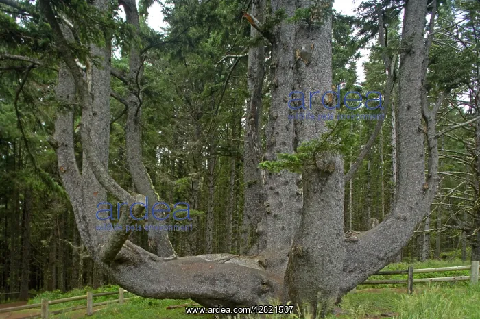 : Sitka Spruce / Octopus Tree. Cape Mears, Oregon Coast, USA : Sitka Spruce / Octopus Tree. Cape Mears, Oregon Coast, USA