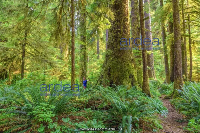 : Sitka Spruce (Picea sitchensis) in the rainforest : Sitka Spruce (Picea sitchensis) in the rainforest