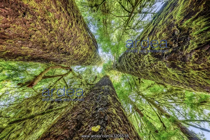 : Sitka spruce (Picea sitchensis) in the rainforest : Sitka spruce (Picea sitchensis) in the rainforest