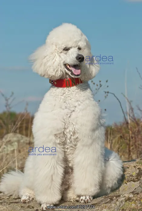 : Sitting big white poodle, giant poodle : Sitting big white poodle, giant poodle