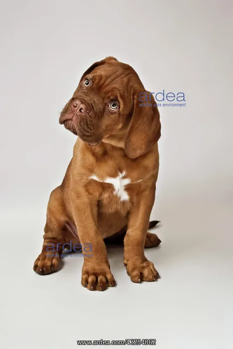 : Sitting Bordeaux Mastiff or French Mastiff puppy : Sitting Bordeaux Mastiff or French Mastiff puppy