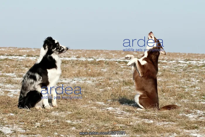 : Sitting Border Collie and a Lapinporokoira standing : Sitting Border Collie and a Lapinporokoira standing