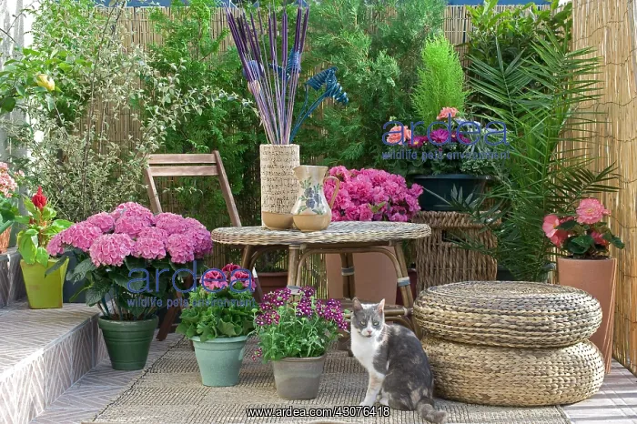 : Sitting cat on a flowered garden terrace : Sitting cat on a flowered garden terrace