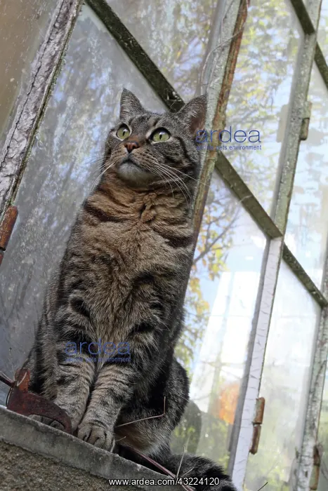 : Sitting cat in front of a garden greenhouse : Sitting cat in front of a garden greenhouse
