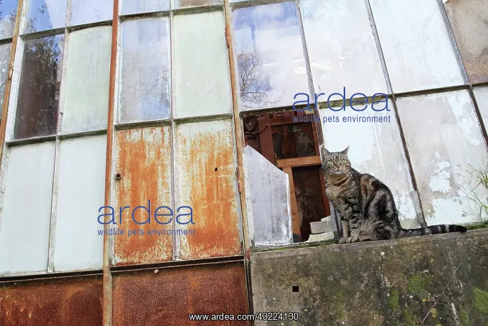 : Sitting cat in front of a garden greenhouse : Sitting cat in front of a garden greenhouse