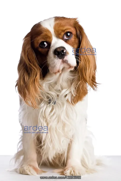 : A sitting Cavalier King Charles Spaniel dog : A sitting Cavalier King Charles Spaniel dog