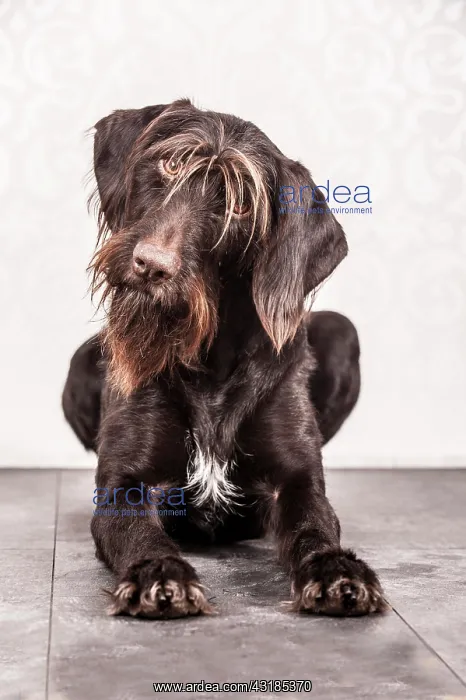 : Sitting German Wirehaired Pointer, Germany, Europe : Sitting German Wirehaired Pointer, Germany, Europe